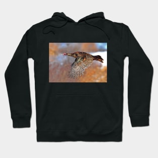 Turkey Flying - Wild Turkey, Ottawa, Canada Hoodie